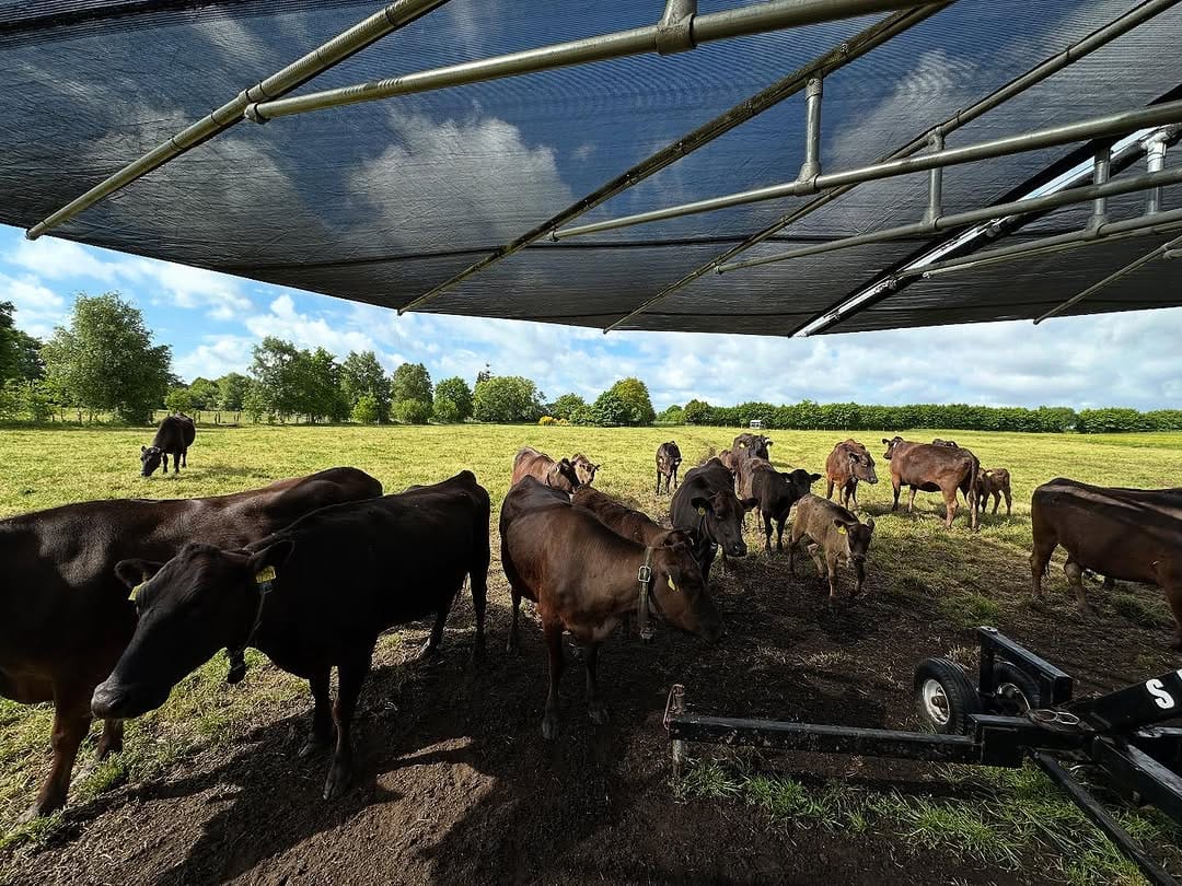 Post 7 by Rinderzucht Holstein-Wagyu on Instagram (carousel)
