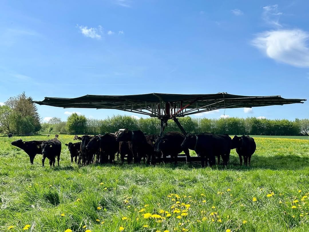 Post 9 by Rinderzucht Holstein-Wagyu on Instagram (carousel)
