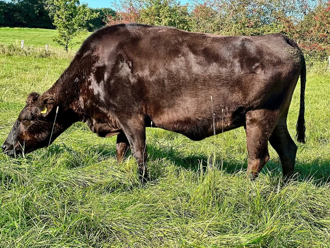 Post 4 by Rinderzucht Holstein-Wagyu on Instagram (carousel)