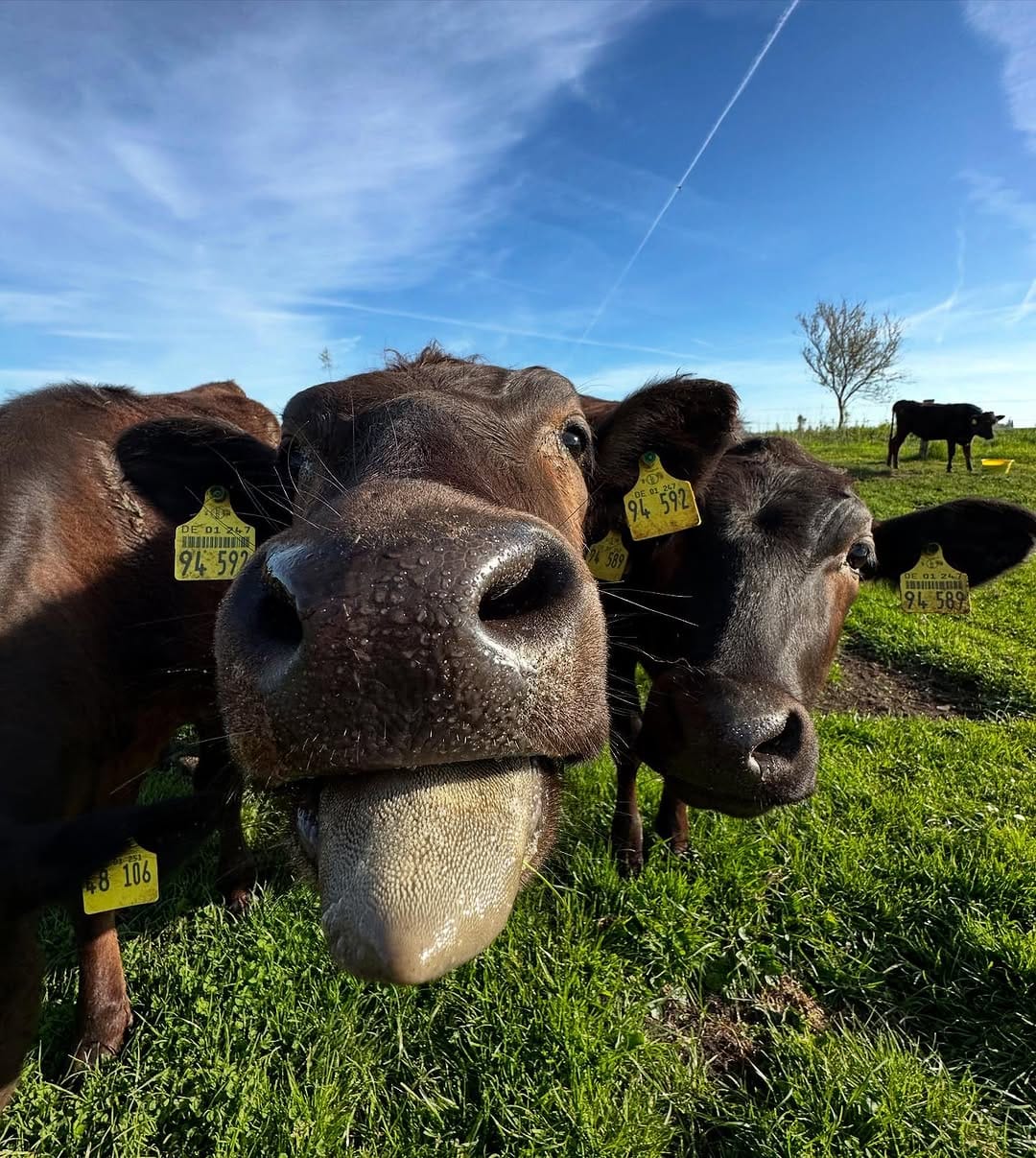 Post 8 by Rinderzucht Holstein-Wagyu on Instagram (carousel)
