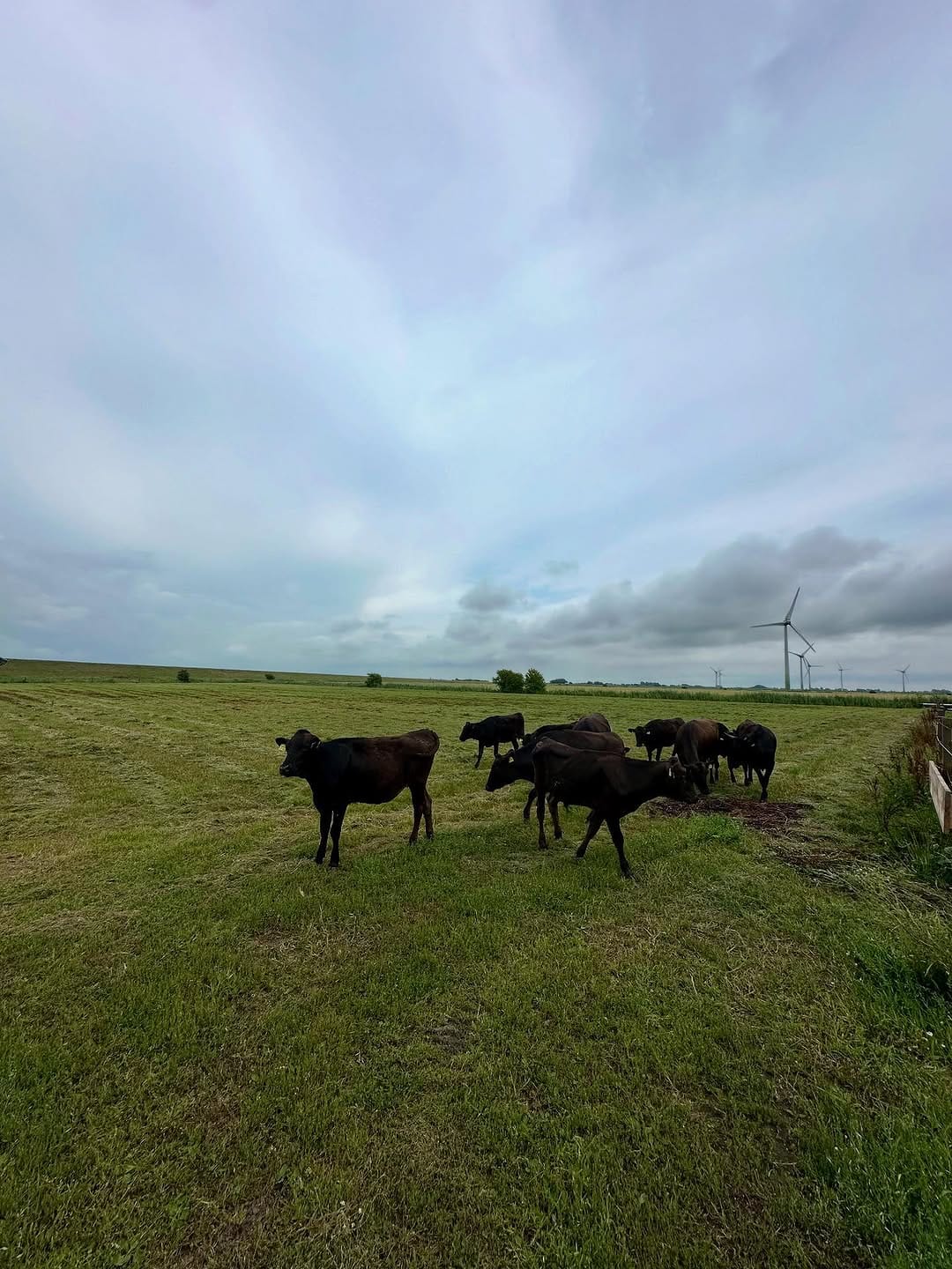 Post 6 by Rinderzucht Holstein-Wagyu on Instagram (carousel)