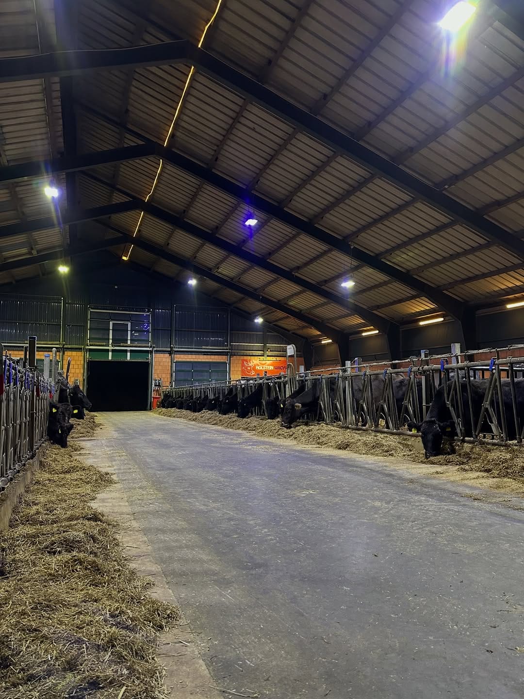 Post 2 by Rinderzucht Holstein-Wagyu on Instagram (carousel)