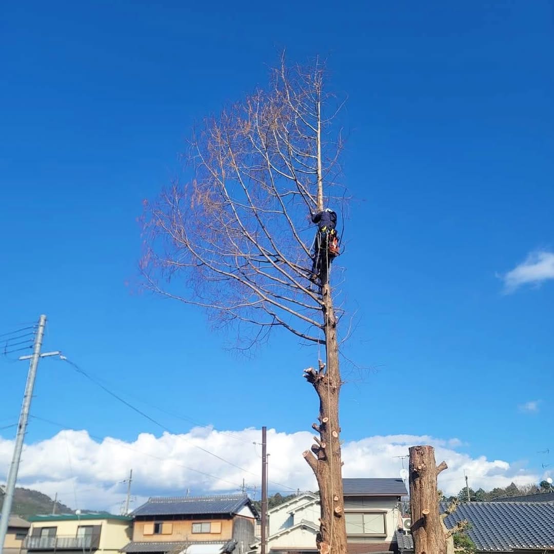 Post 4 by 株式会社 京谷造園  ★空師★ on Instagram (image)