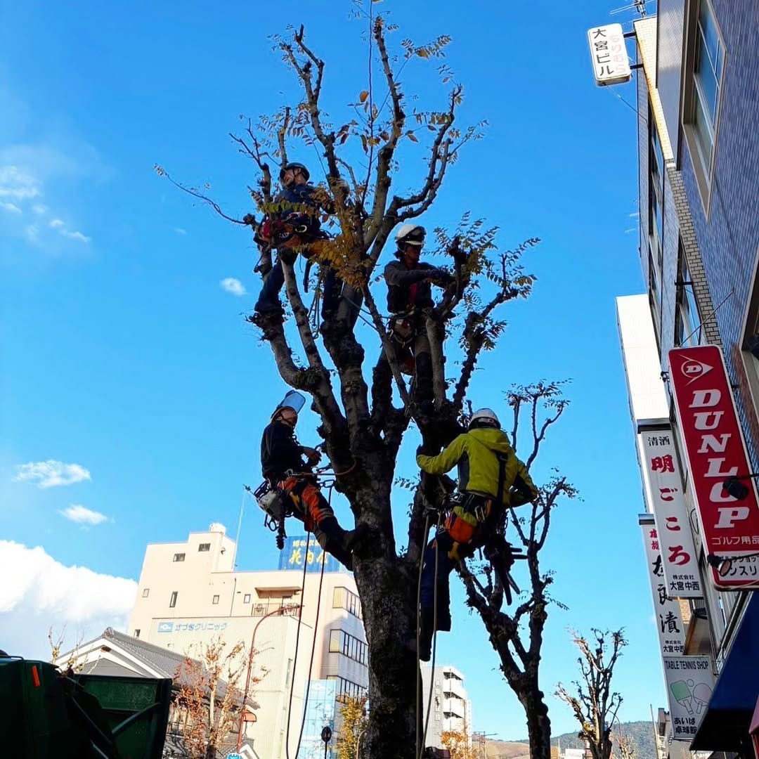 Post 6 by 株式会社 京谷造園  ★空師★ on Instagram (image)