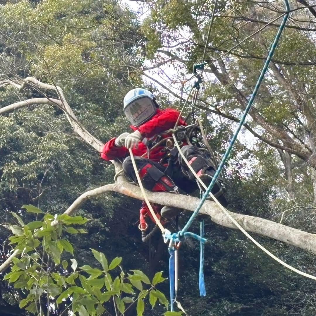 Post 2 by 株式会社 京谷造園  ★空師★ on Instagram (carousel)