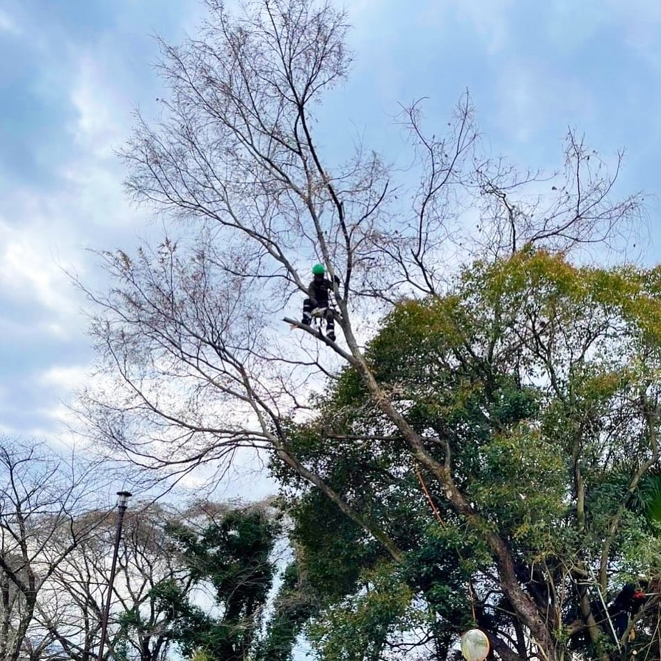 Post 1 by 株式会社 京谷造園  ★空師★ on Instagram (image)
