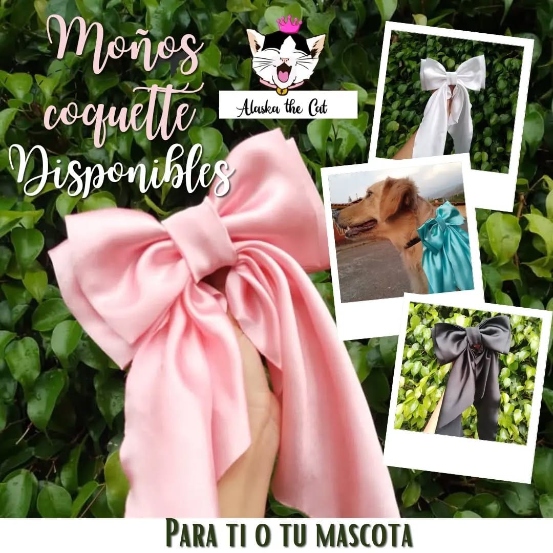 Post 6 by PET SHOP • PECHERAS • GATOS y PERROS on Instagram (image)