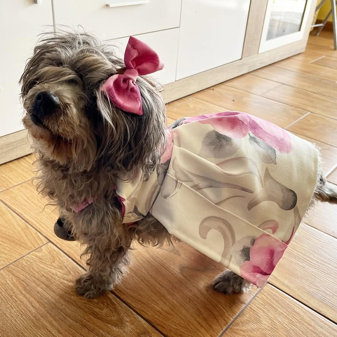 Post 1 by PET SHOP • PECHERAS • GATOS y PERROS on Instagram (carousel)
