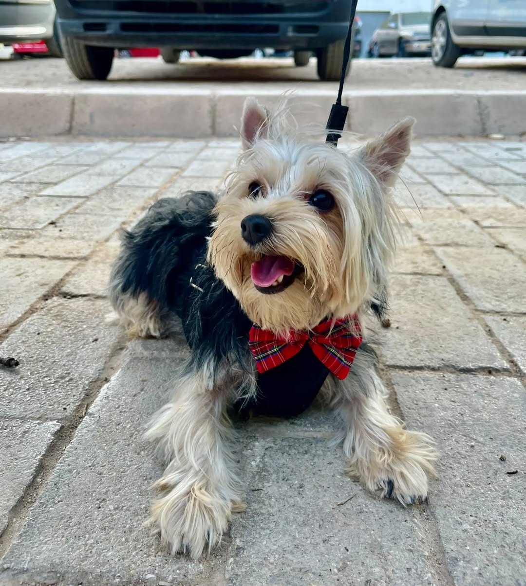 Post 2 by PET SHOP • PECHERAS • GATOS y PERROS on Instagram (image)