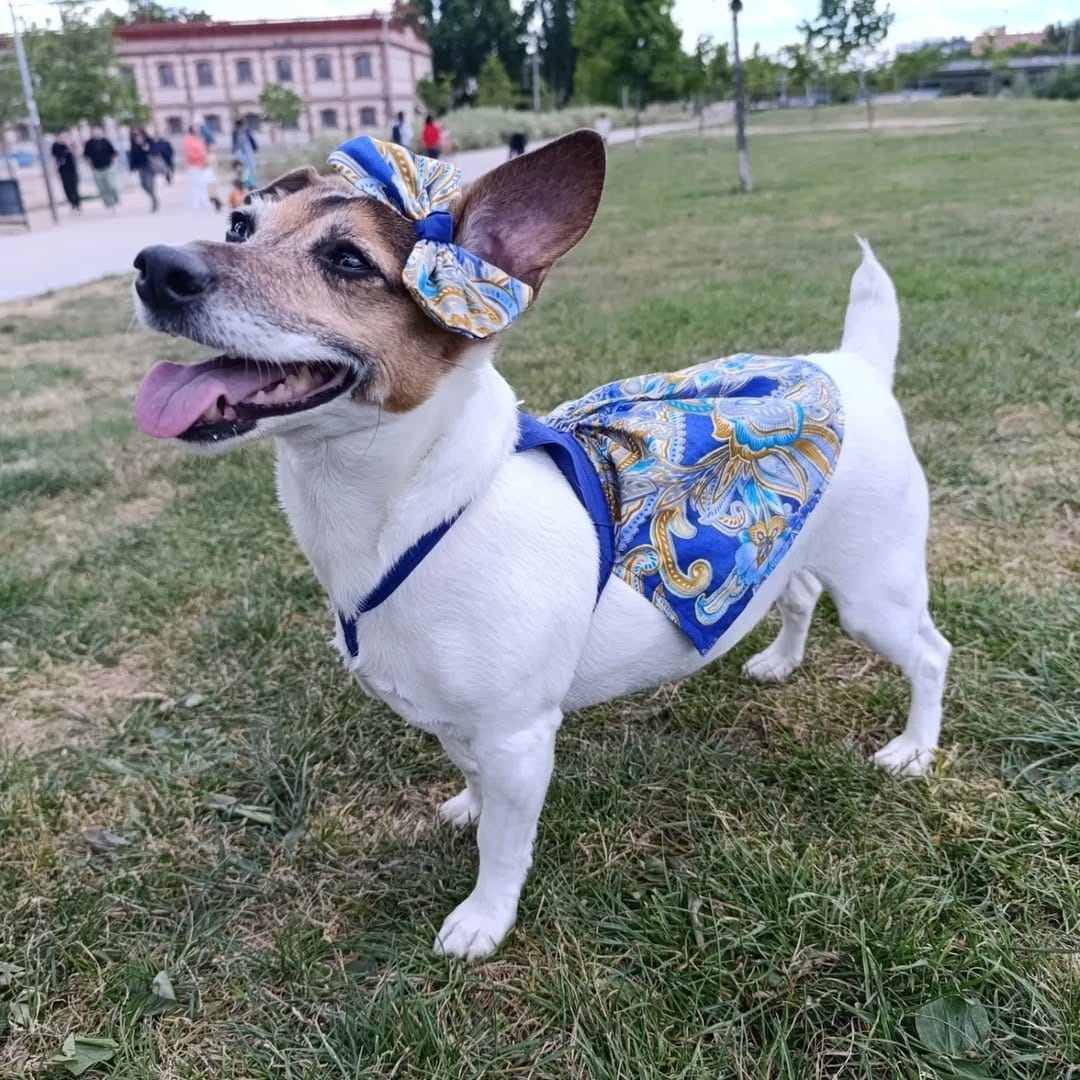 Post 4 by PET SHOP • PECHERAS • GATOS y PERROS on Instagram (carousel)