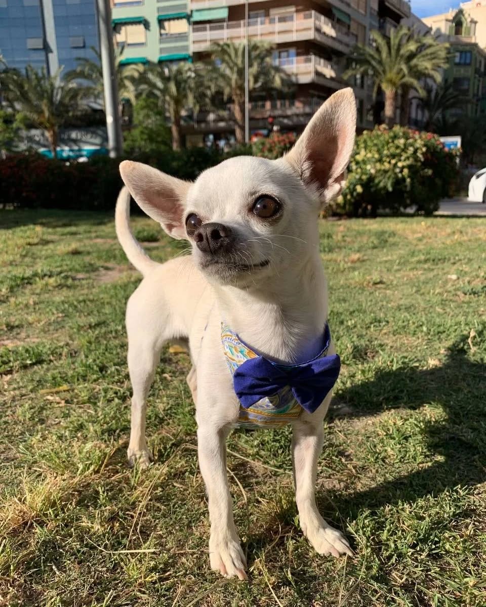 Post 5 by PET SHOP • PECHERAS • GATOS y PERROS on Instagram (image)