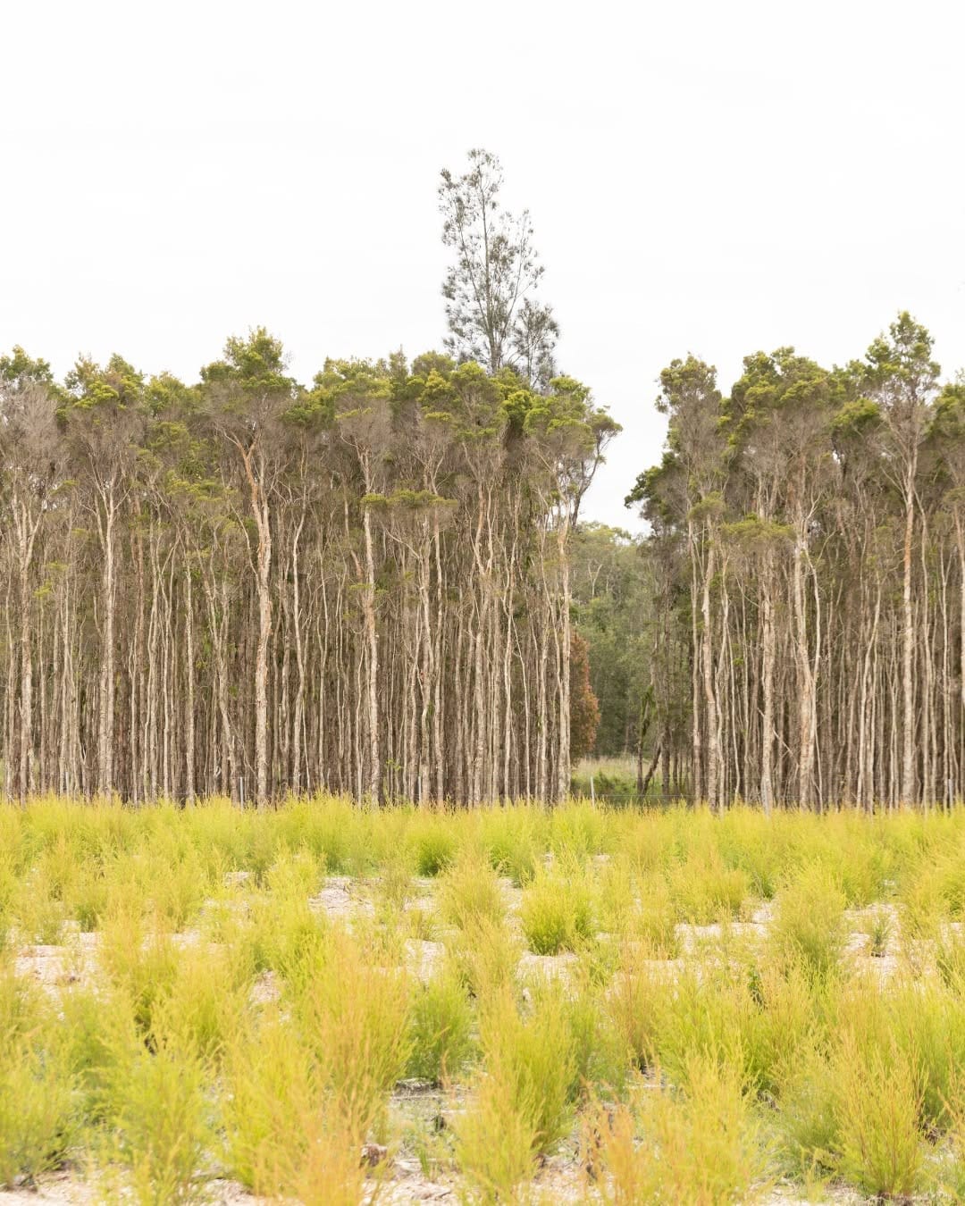 Post 9 by Natural Hair & Body Products on Instagram (image)