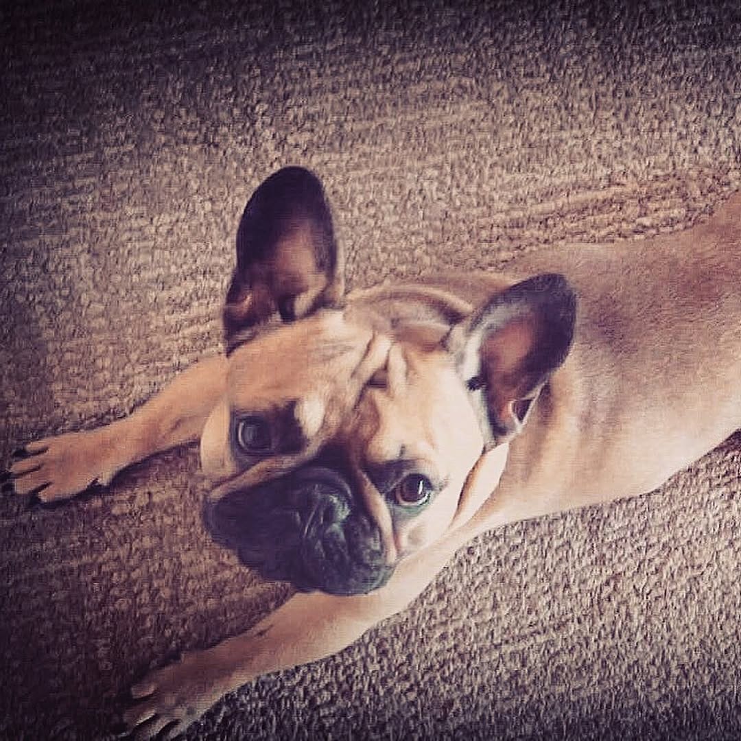 Post 9 by The Fart Machine on Instagram (carousel)