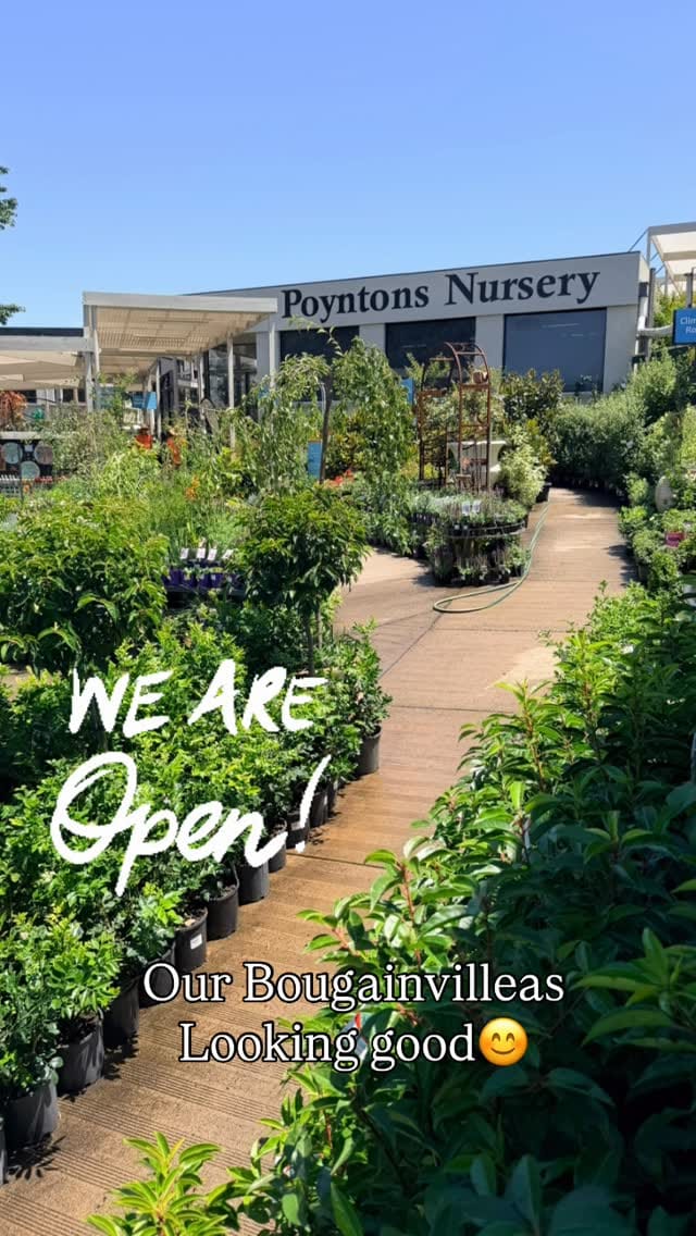 Post 5 by Poyntons Nursery ™ on Instagram (video)