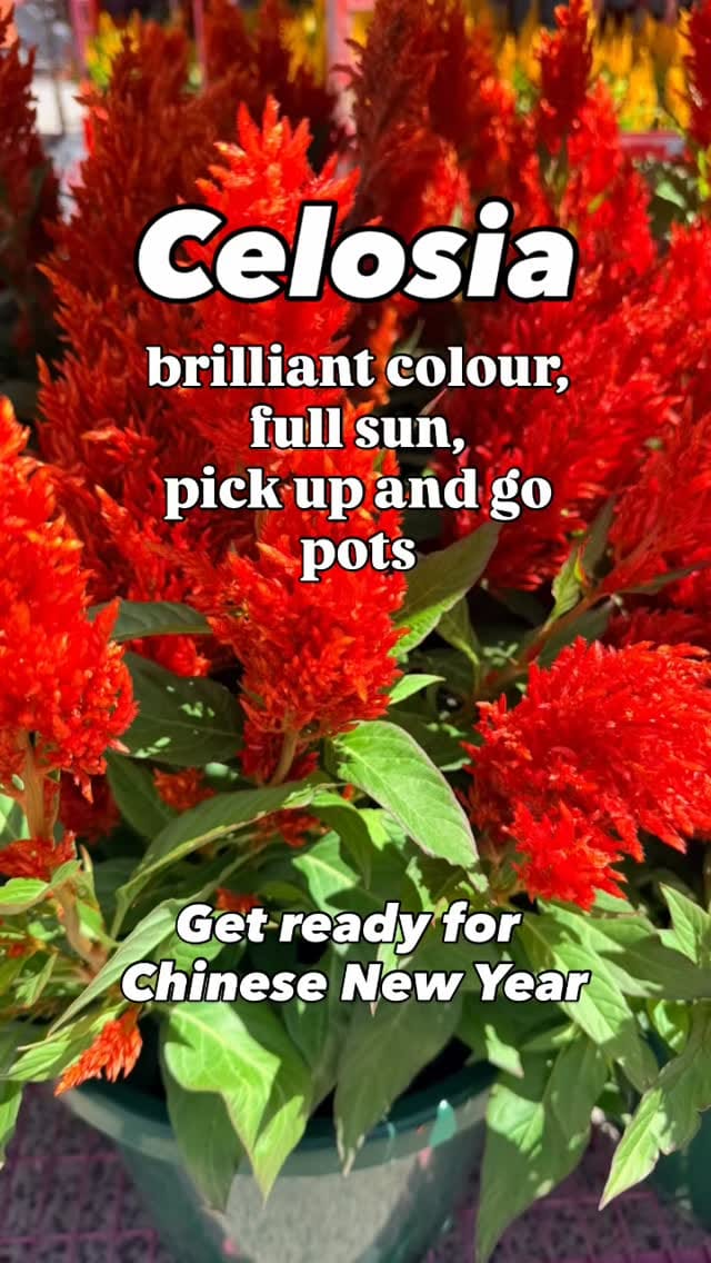 Post 4 by Poyntons Nursery ™ on Instagram (video)