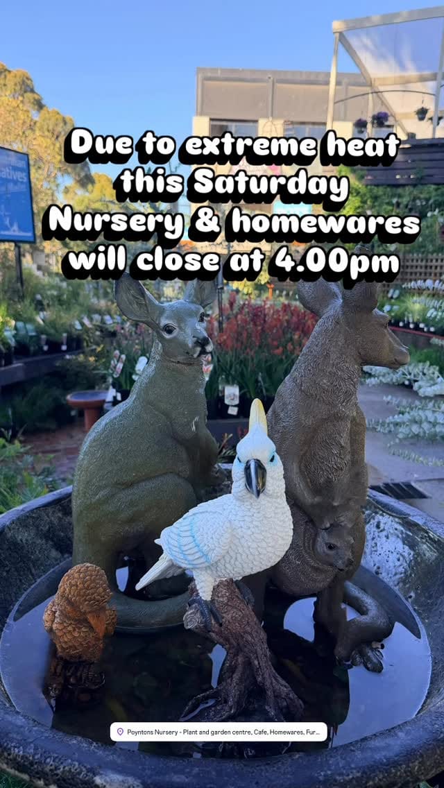 Post 8 by Poyntons Nursery ™ on Instagram (video)