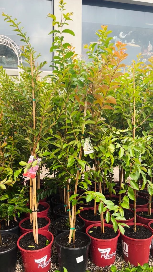 Post 9 by Poyntons Nursery ™ on Instagram (video)