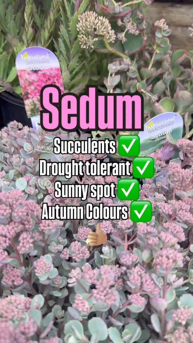 Post 2 by Poyntons Nursery ™ on Instagram (video)