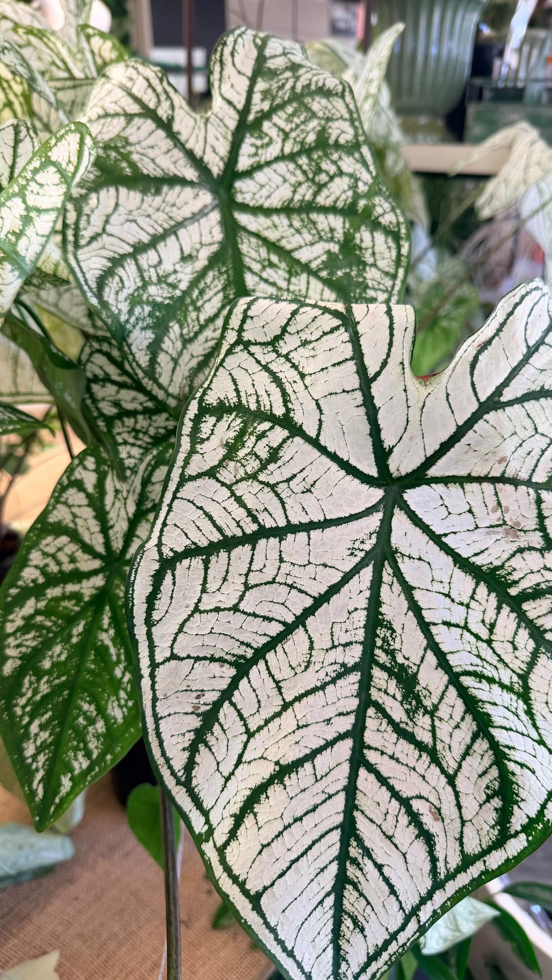 Post 3 by Poyntons Nursery ™ on Instagram (video)