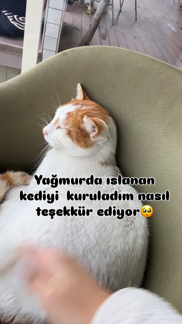 Post 5 by Rose on Instagram (video)