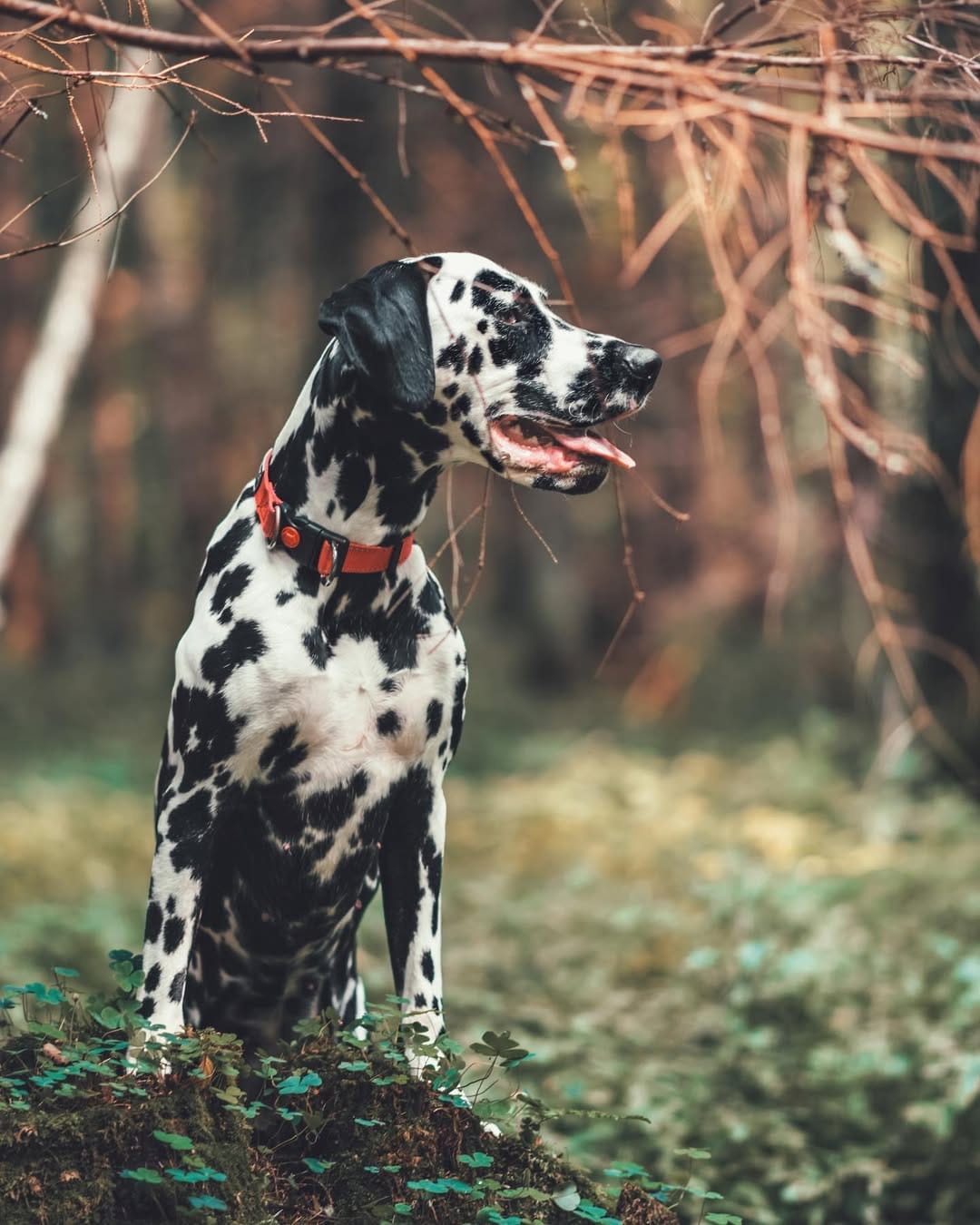 Post 3 by 𝐸𝓂𝓂𝒶 🐾 on Instagram (image)