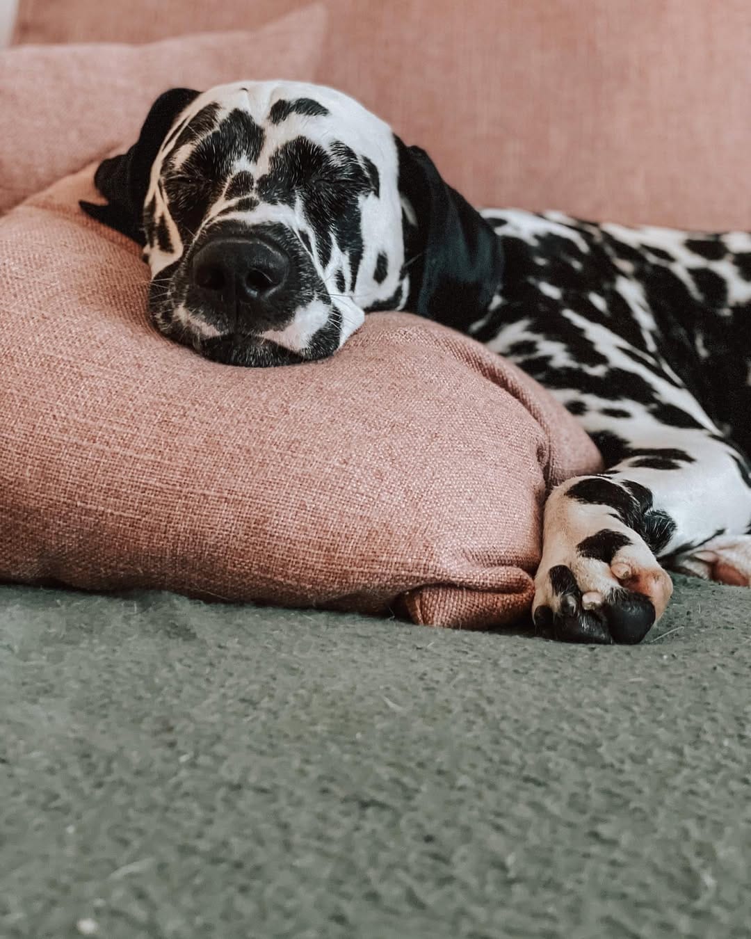 Post 7 by 𝐸𝓂𝓂𝒶 🐾 on Instagram (image)