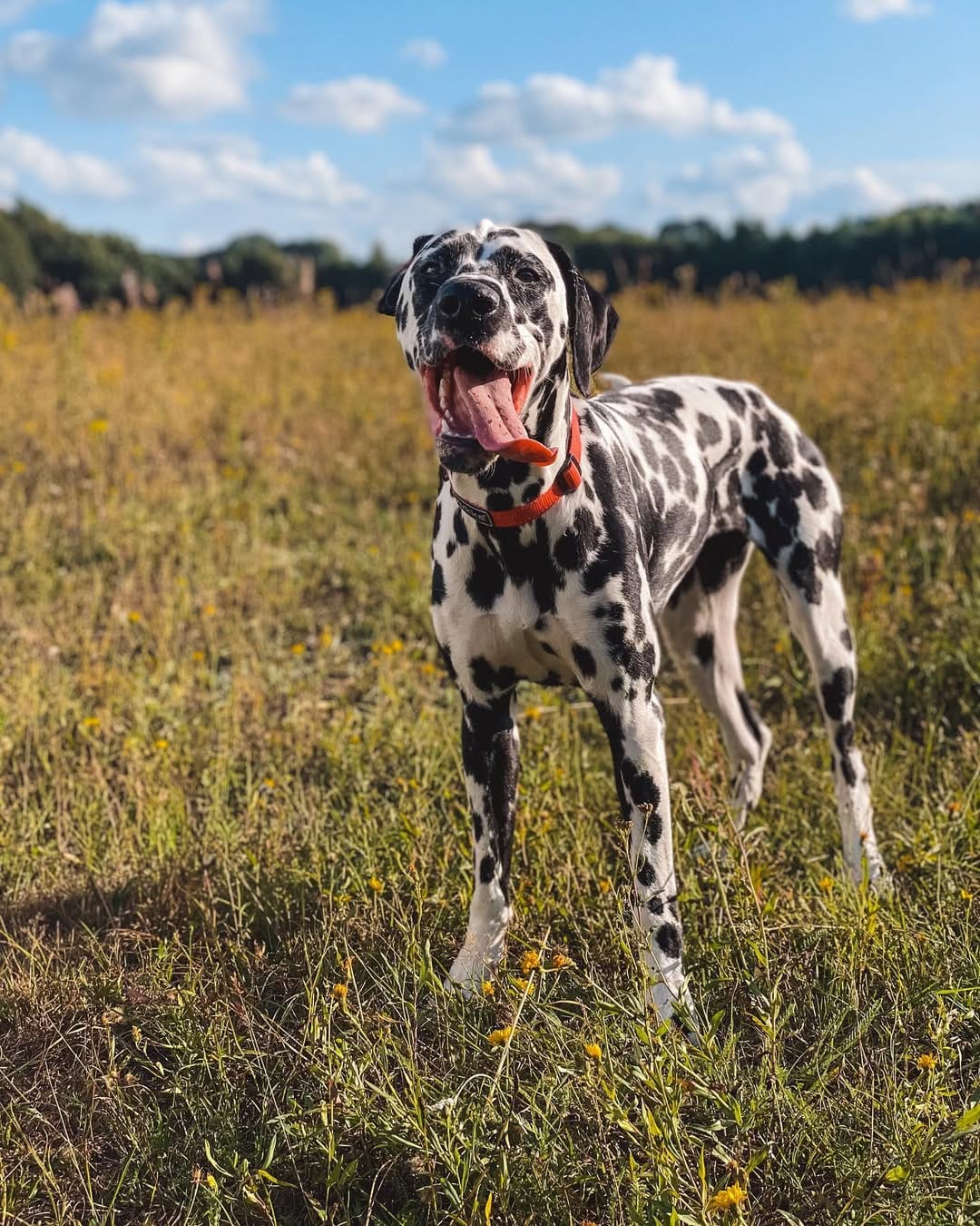 Post 8 by 𝐸𝓂𝓂𝒶 🐾 on Instagram (image)