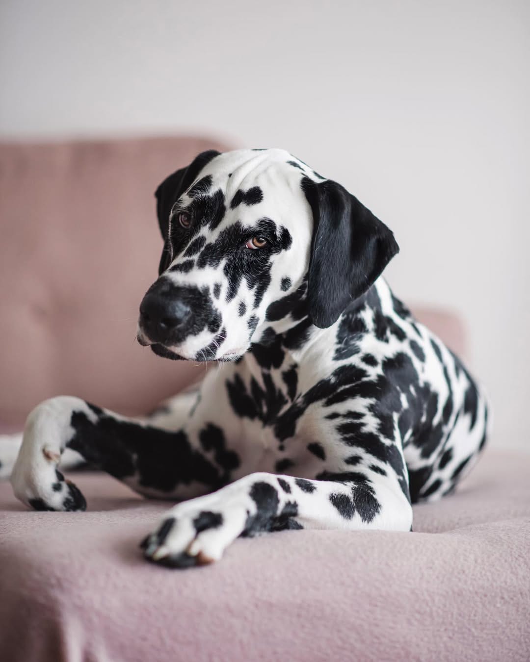 Post 4 by 𝐸𝓂𝓂𝒶 🐾 on Instagram (image)
