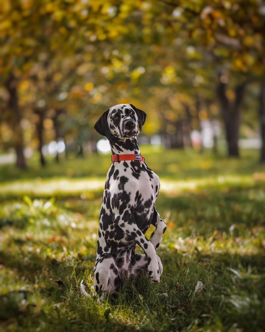 Post 1 by 𝐸𝓂𝓂𝒶 🐾 on Instagram (image)