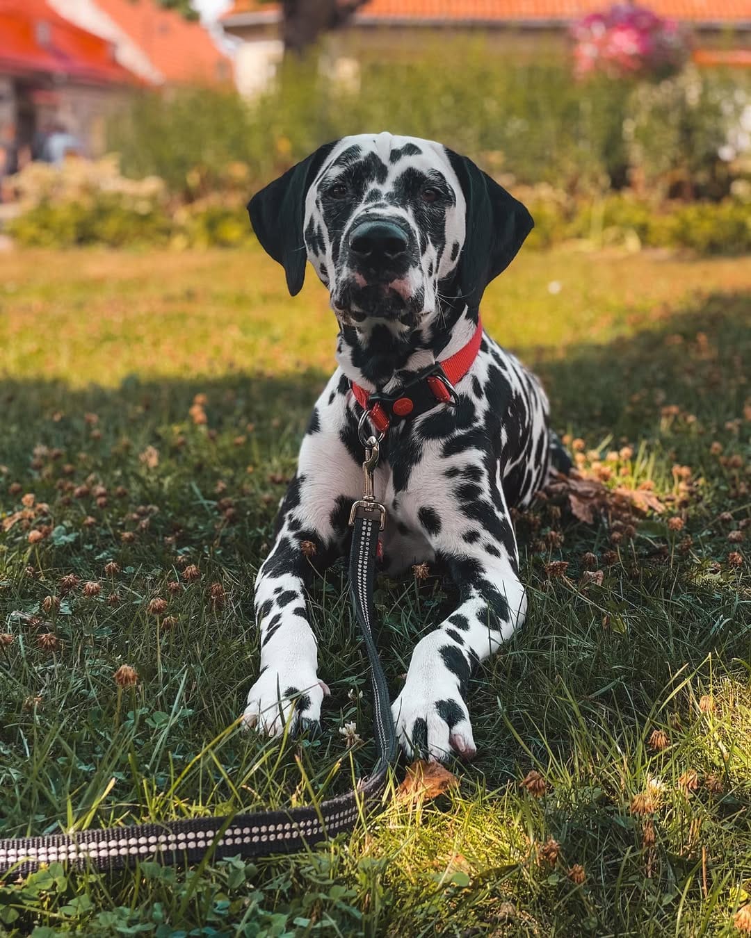 Post 9 by 𝐸𝓂𝓂𝒶 🐾 on Instagram (image)