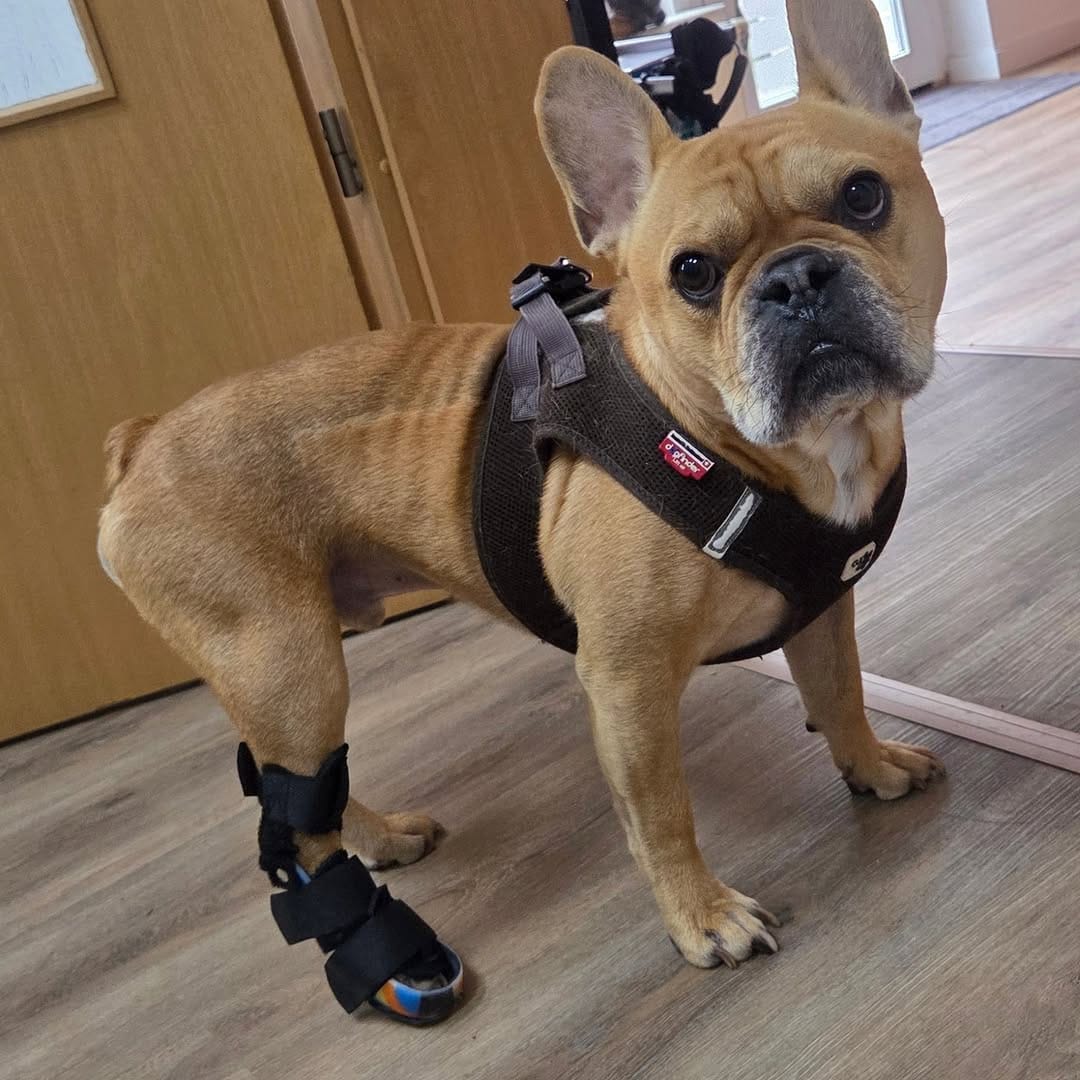 Post 9 by Tierortho Schnabel on Instagram (image)