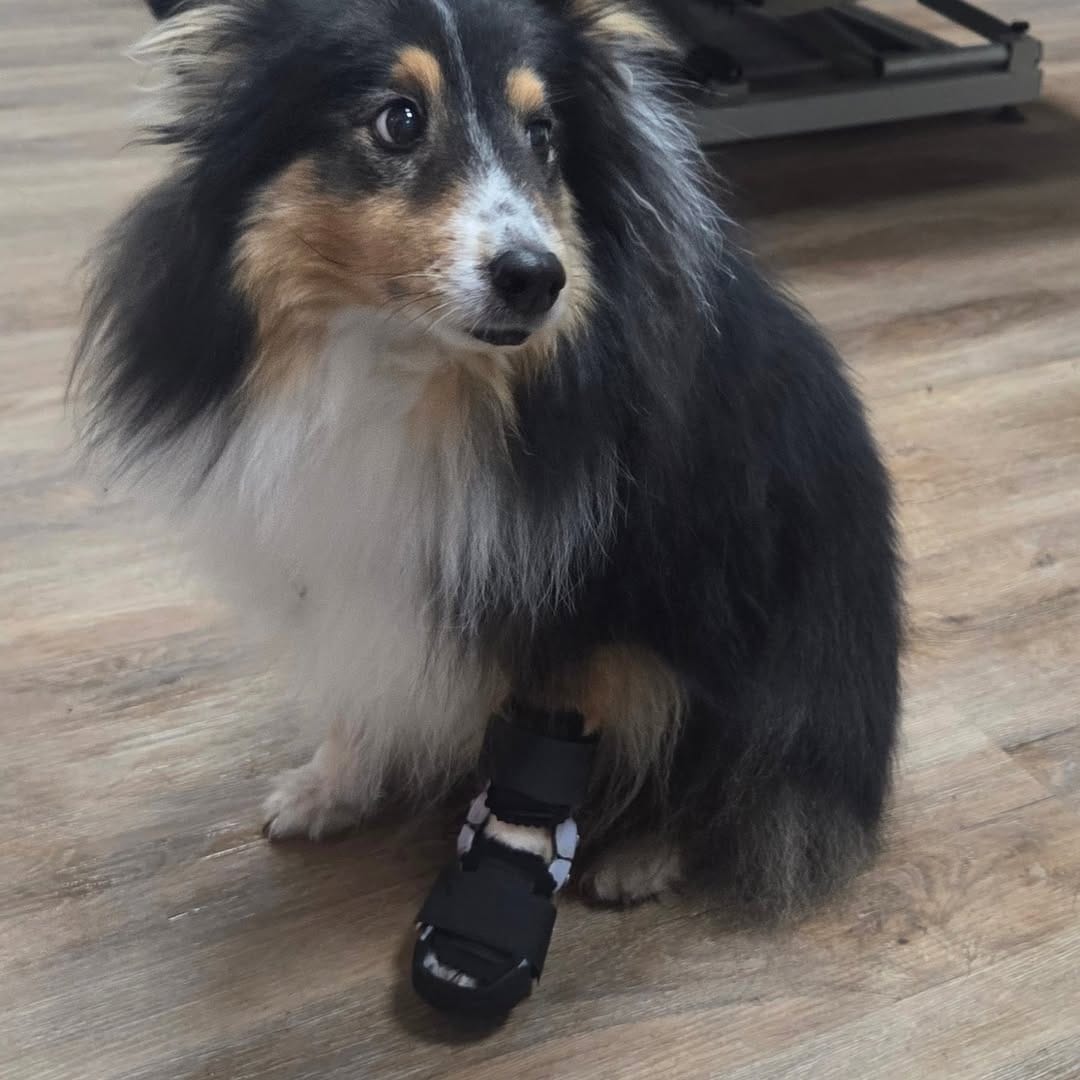 Post 2 by Tierortho Schnabel on Instagram (image)