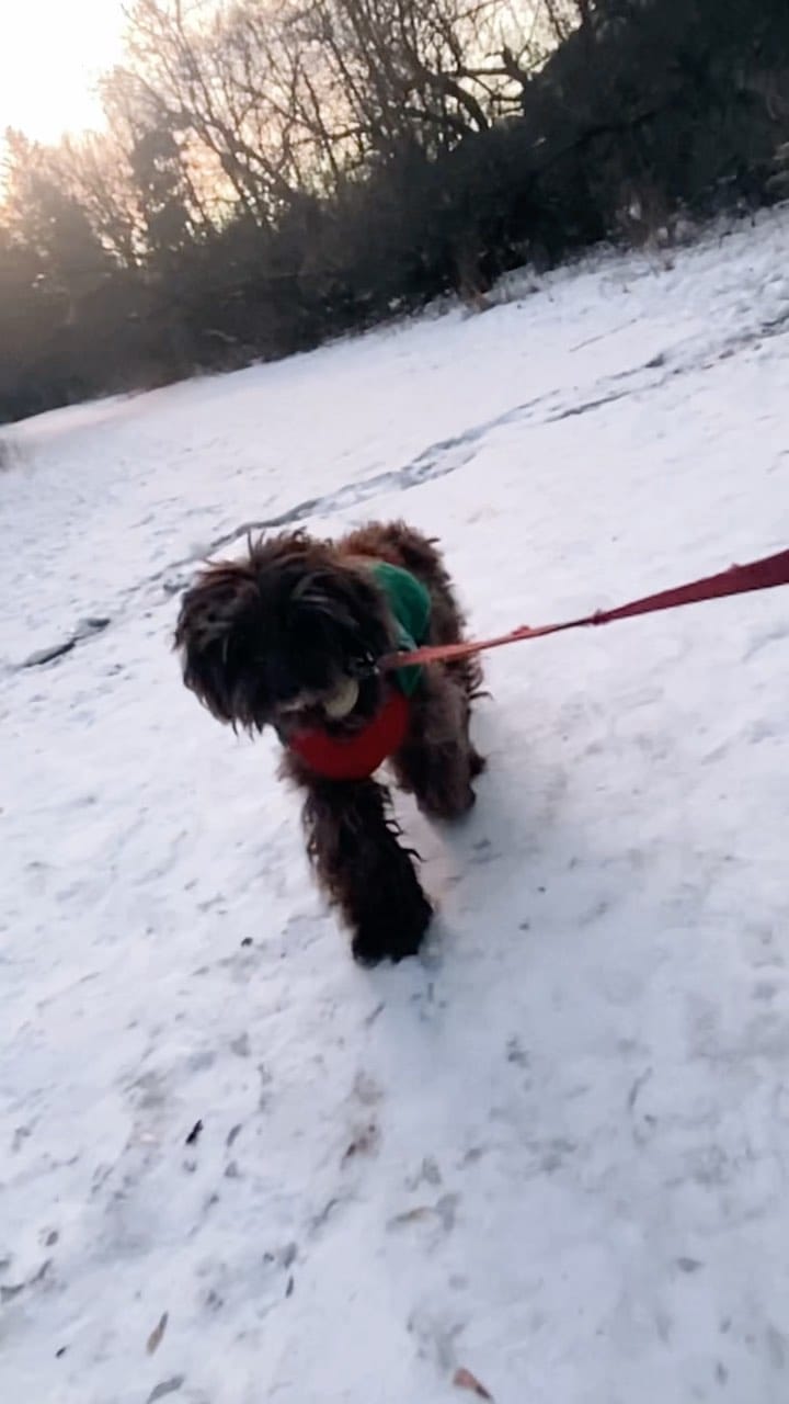 Post 4 by Murphy on Instagram (video)