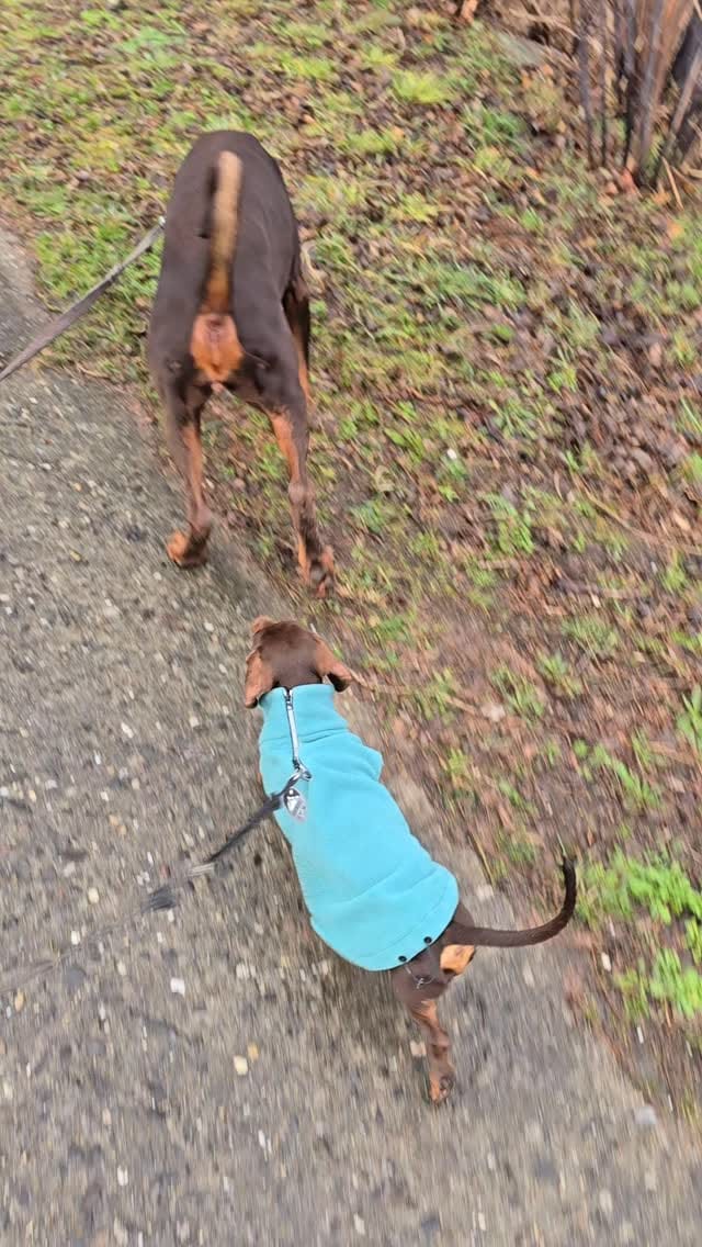 Post 1 by Phénix Ramsés🌈 Monster Juno Faith Alma Baks et Leo on Instagram (video)