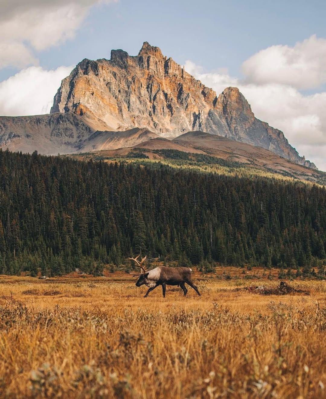 Post 1 by Calgary Heritage Roasting Co on Instagram (image)