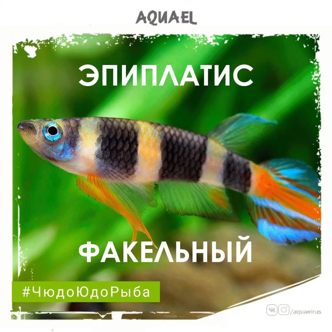 Post 4 by Представитель AQUAEL в России on Instagram (carousel)