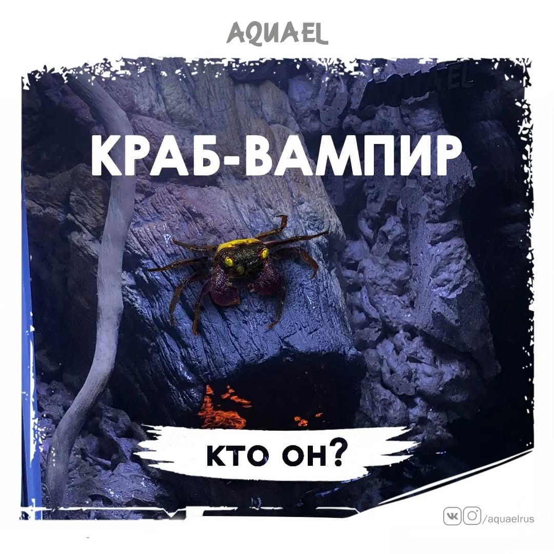 Post 10 by Представитель AQUAEL в России on Instagram (carousel)