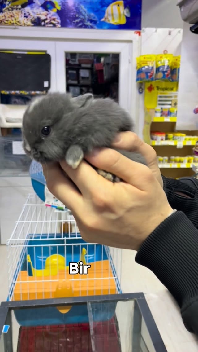 Post 4 by Lider Plus Pet Shop, Pet Otel ve Pet Kuaför on Instagram (video)