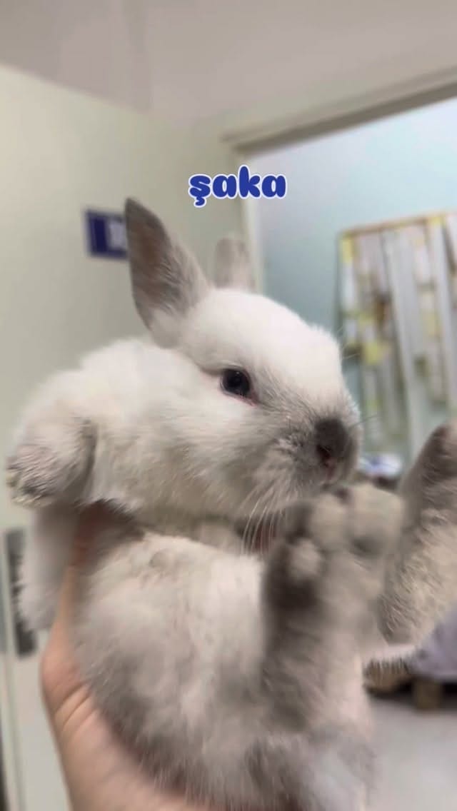 Post 2 by Lider Plus Pet Shop, Pet Otel ve Pet Kuaför on Instagram (video)
