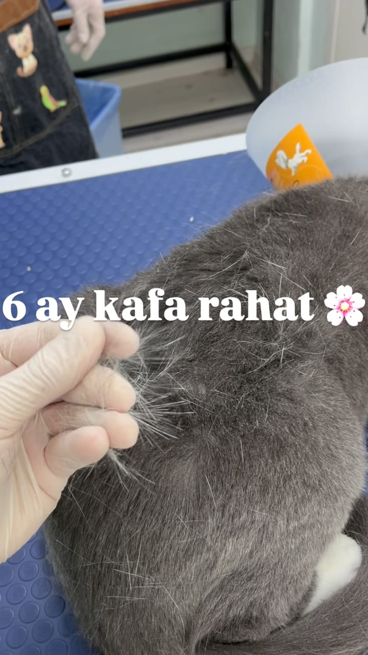 Post 10 by Lider Plus Pet Shop, Pet Otel ve Pet Kuaför on Instagram (video)