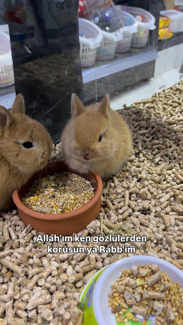 Post 1 by Lider Plus Pet Shop, Pet Otel ve Pet Kuaför on Instagram (video)