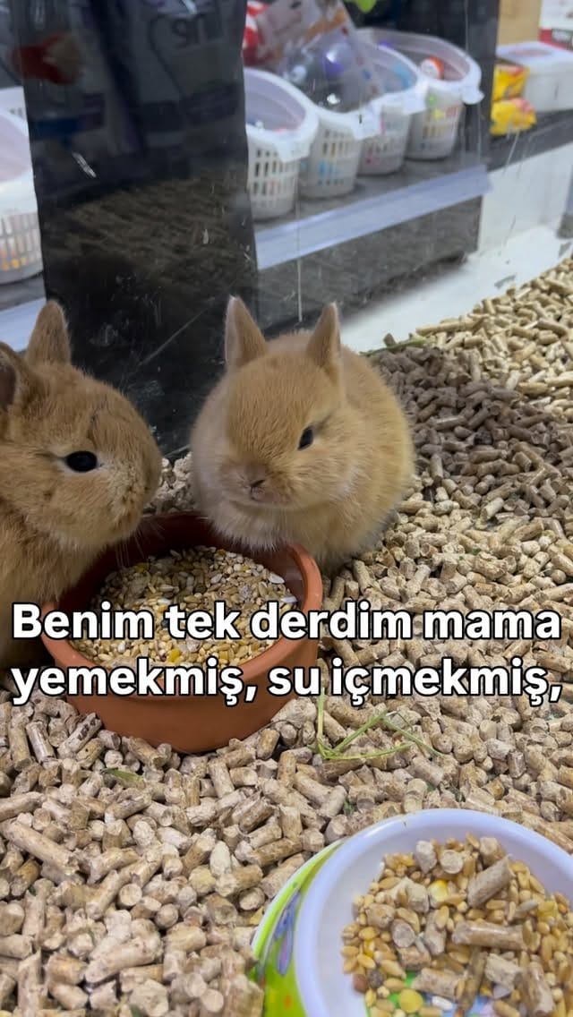 Post 3 by Lider Plus Pet Shop, Pet Otel ve Pet Kuaför on Instagram (video)