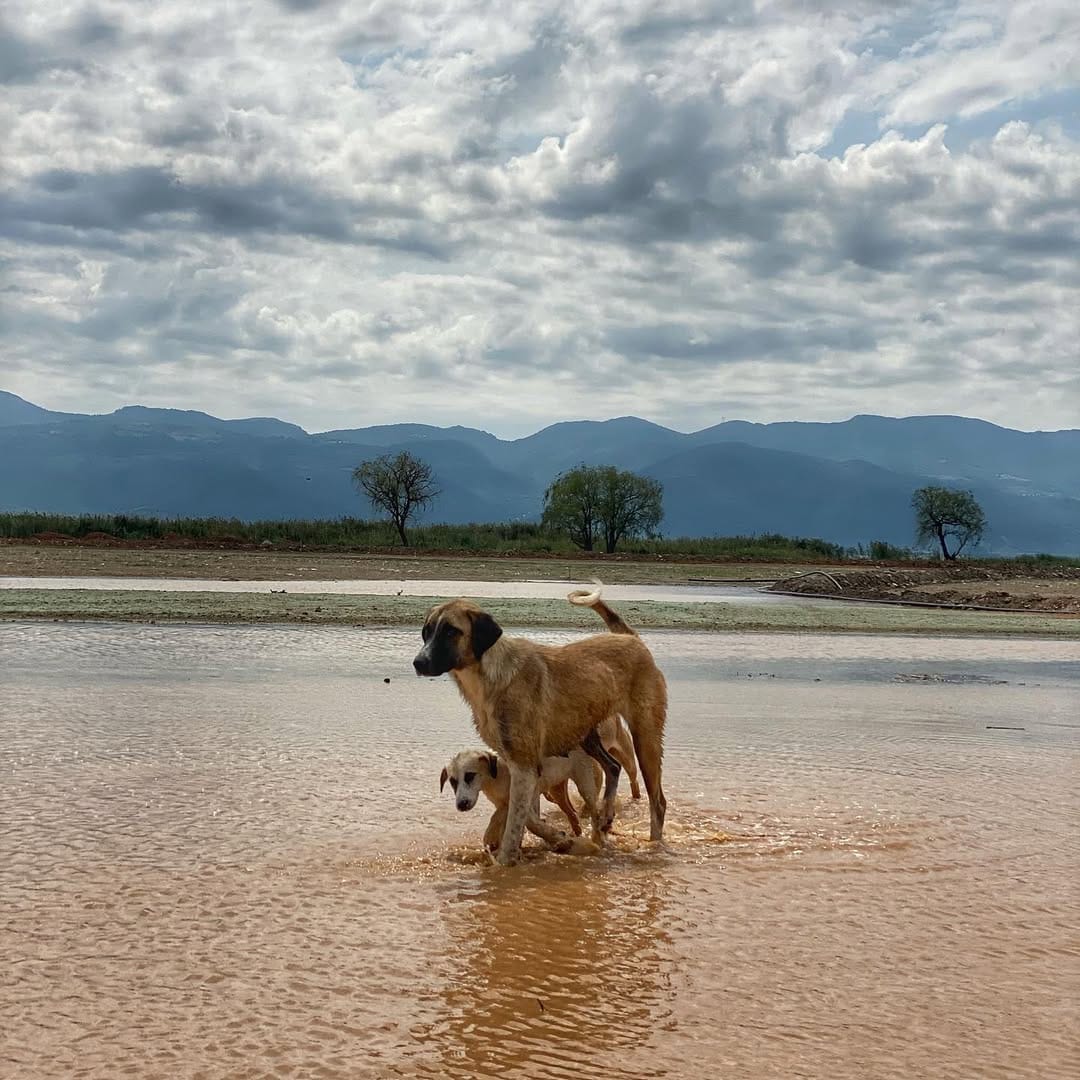 Post 5 by Numan Rıdvan Parto on Instagram (image)