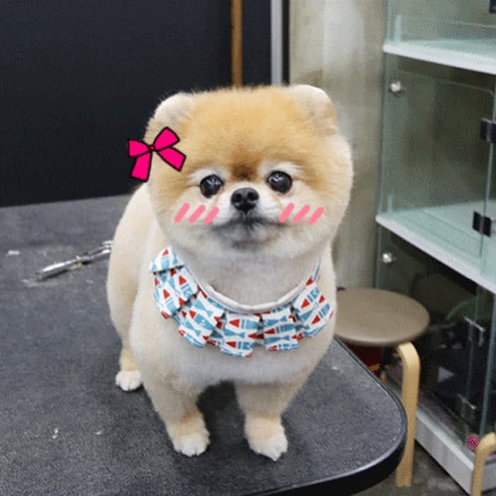 Post 7 by 바둑아 사랑해 on Instagram (carousel)