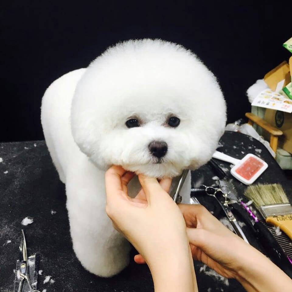 Post 5 by 바둑아 사랑해 on Instagram (carousel)