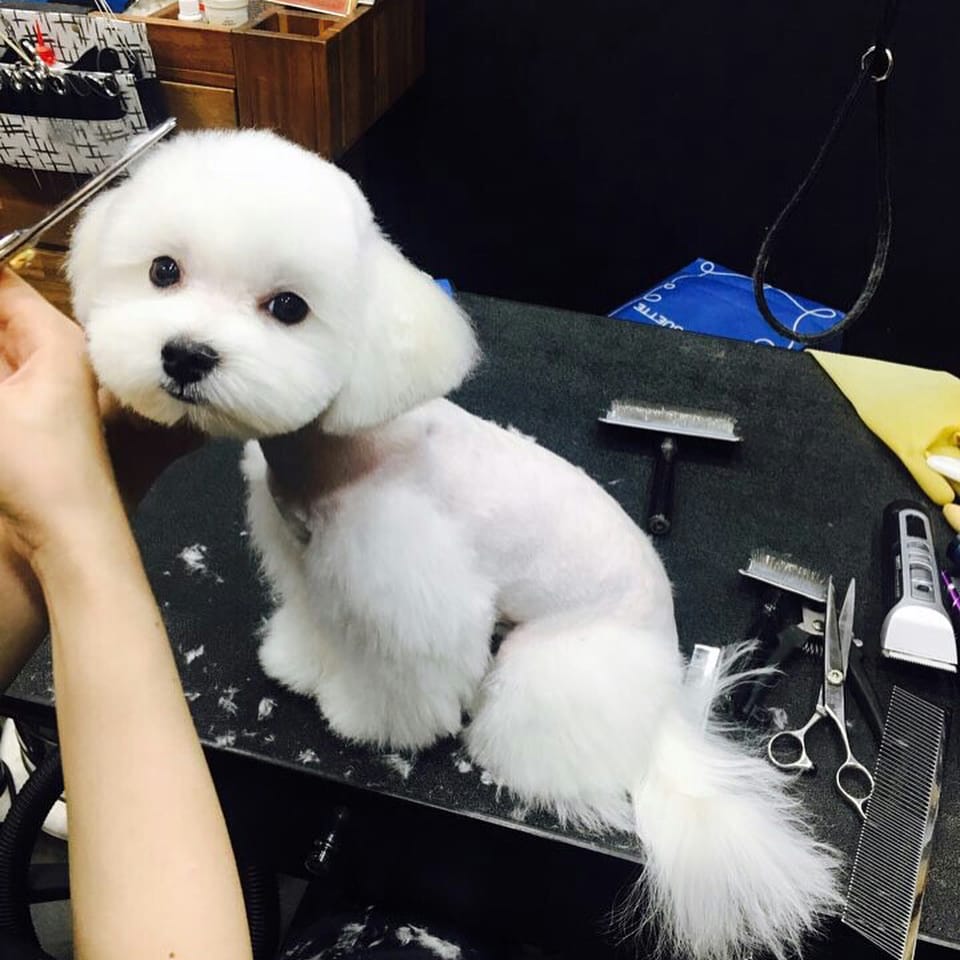 Post 4 by 바둑아 사랑해 on Instagram (carousel)