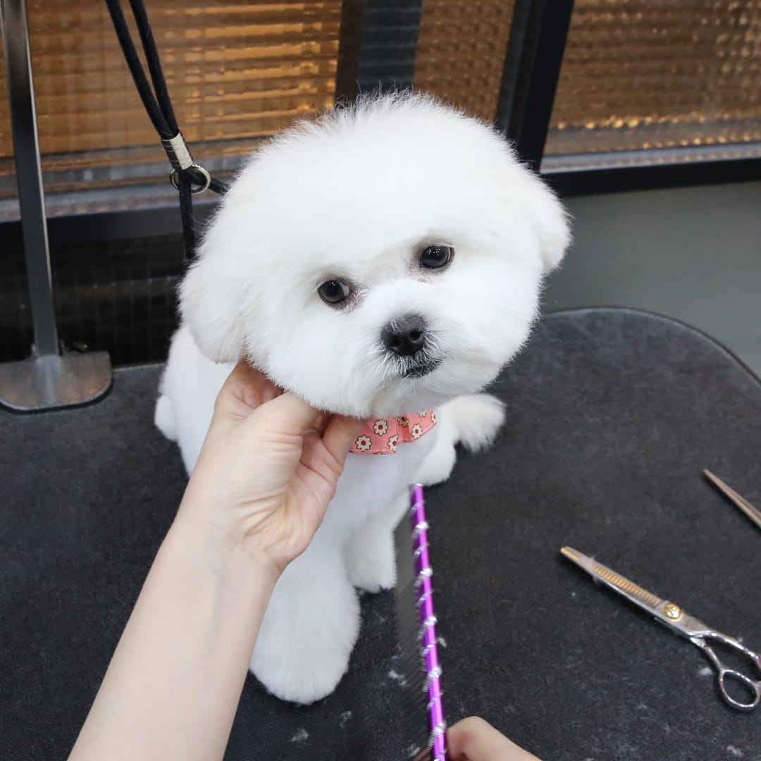 Post 10 by 바둑아 사랑해 on Instagram (carousel)