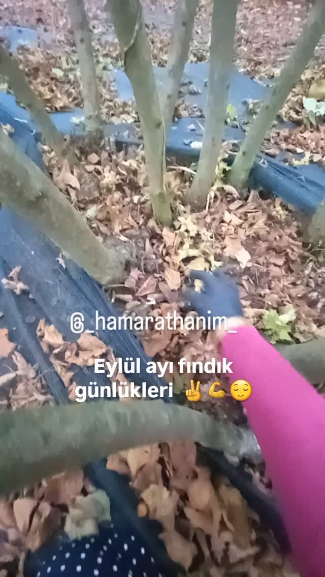 Post 8 by Hamarat Eller (Köy Blog)🦋🇹🇷🏡☕️🥘👩‍🌾 on Instagram (video)