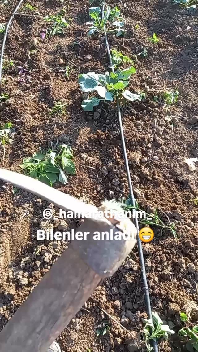 Post 9 by Hamarat Eller (Köy Blog)🦋🇹🇷🏡☕️🥘👩‍🌾 on Instagram (video)