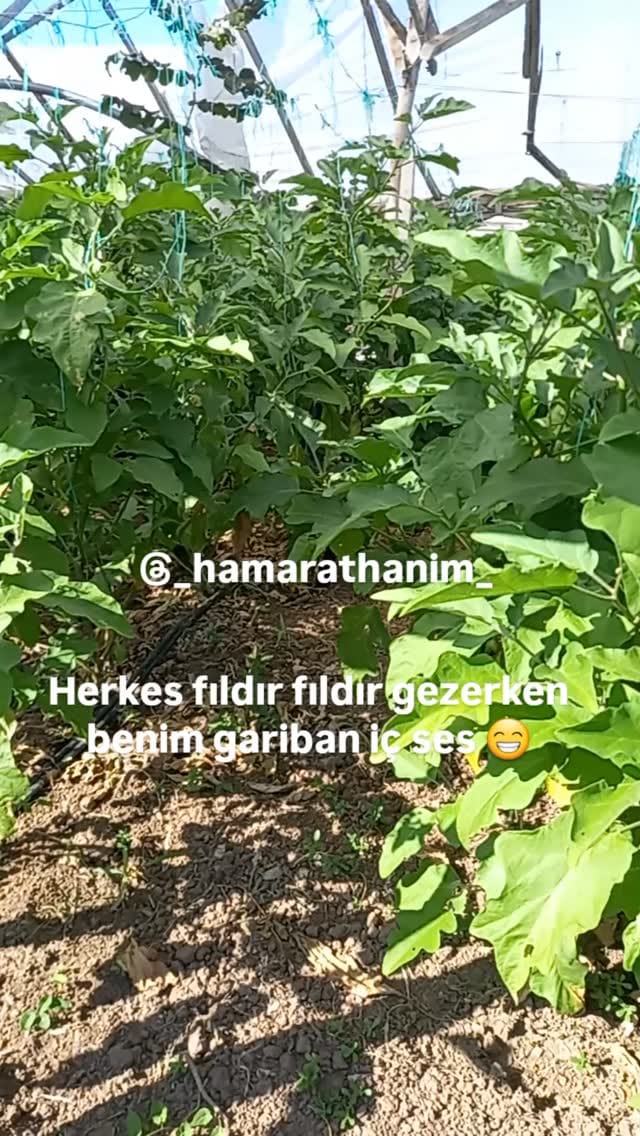 Post 6 by Hamarat Eller (Köy Blog)🦋🇹🇷🏡☕️🥘👩‍🌾 on Instagram (video)